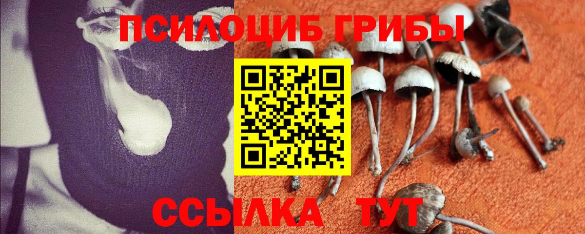 Галлюциногенные грибы Psilocybe Псков